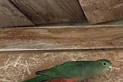 Samica szkarłatki królewskiej, Dolnośląskie, Strzegom