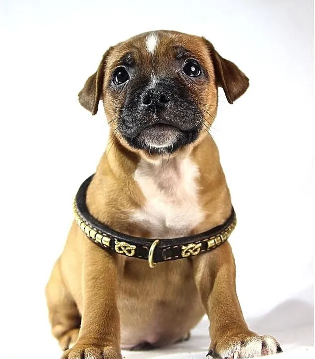 Staffik . staffordshire bull terrier - piesek z ro