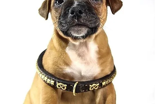 Staffik . staffordshire bull terrier - piesek z ro
