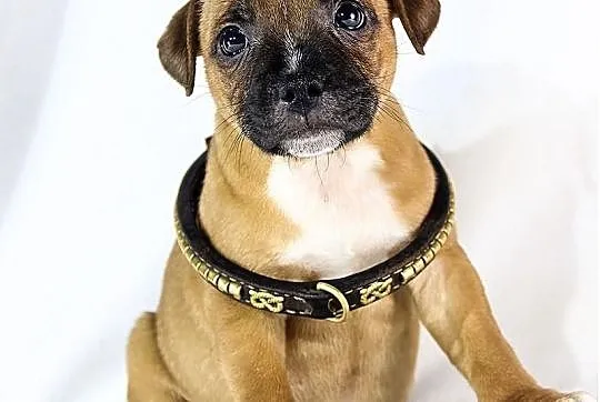 Staffik . staffordshire bull terrier - piesek z ro