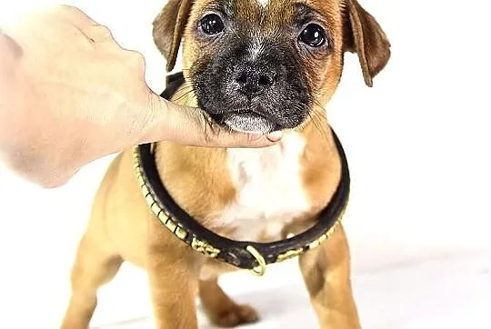 Staffik . staffordshire bull terrier - piesek z ro