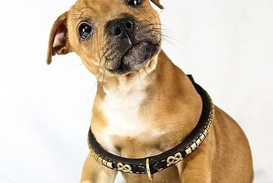 Staffik . staffordshire bull terrier - piesek z ro