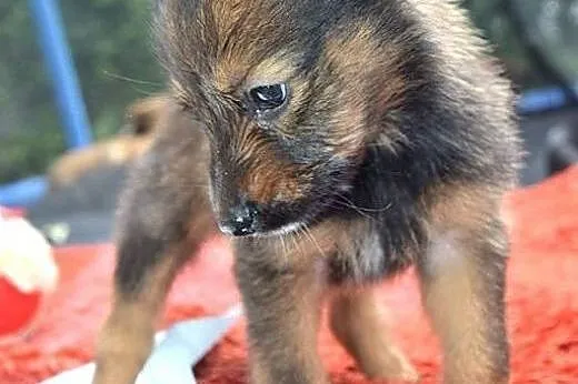 NICOLA- 7tyg. maleństwo szuka domku!,  mazowieckie