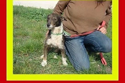 6kg,3letni,kocha ludzi,pełen energii ,aktywny ,pie