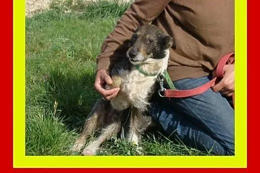 6kg,3letni,kocha ludzi,pełen energii ,aktywny ,pie