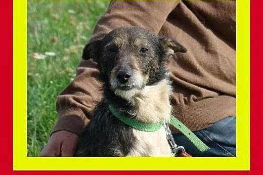 6kg,3letni,kocha ludzi,pełen energii ,aktywny ,pie
