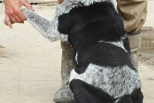 Dino 7 latek ze szczeniącą duszą szuka rodziny ,  
