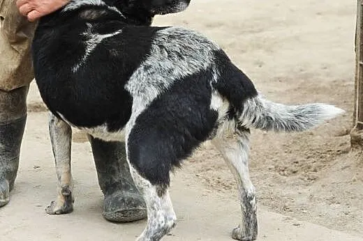 Dino 7 latek ze szczeniącą duszą szuka rodziny ,  