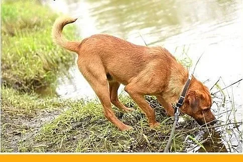 MARLON,średni,łagodny,wesoły,rodzinny piesek.ADOPC