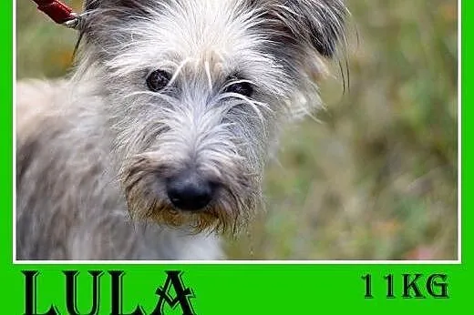 11kg,kudłata,średnia,młoda,delikatna,łagodna suczka LULA.Adopcja,  śląskie Katowice