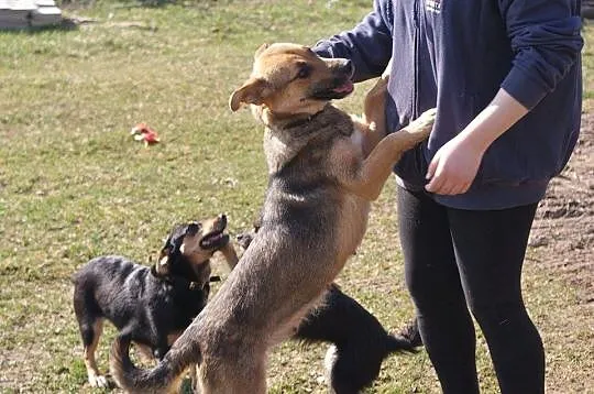 Bona, młoda, bardzo mądra suczka wyrzucona jak śmi