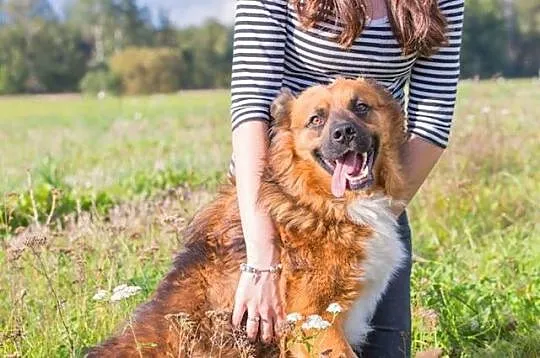 Młody kudłacz Rudy, przyjazny i grzeczny pies do a