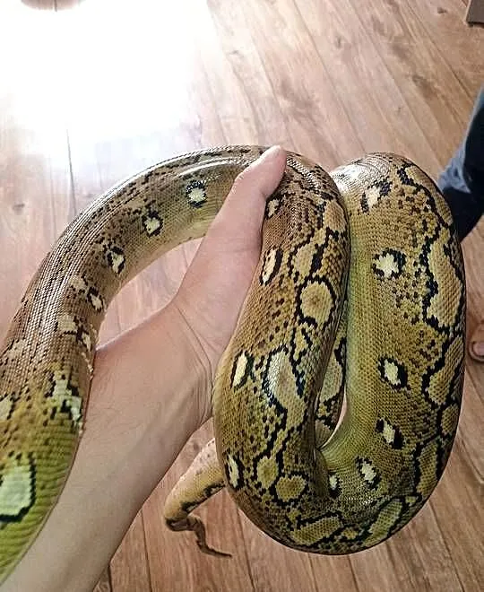 Pyton siatkowany bacan sunfire het purple albino samica, Lubelskie, Dzierzkowice-Rynek