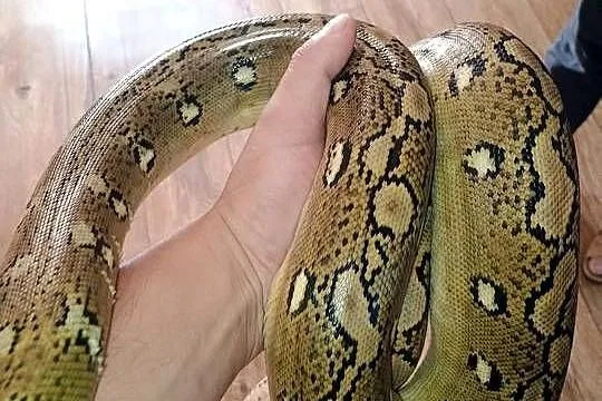 Pyton siatkowany bacan sunfire het purple albino samica, Lubelskie, Dzierzkowice-Rynek