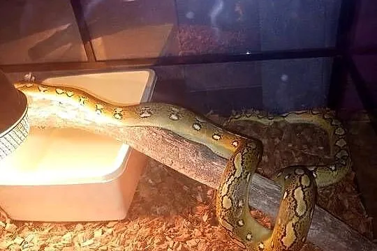 Pyton siatkowany bacan sunfire het purple albino samica, Lubelskie, Dzierzkowice-Rynek