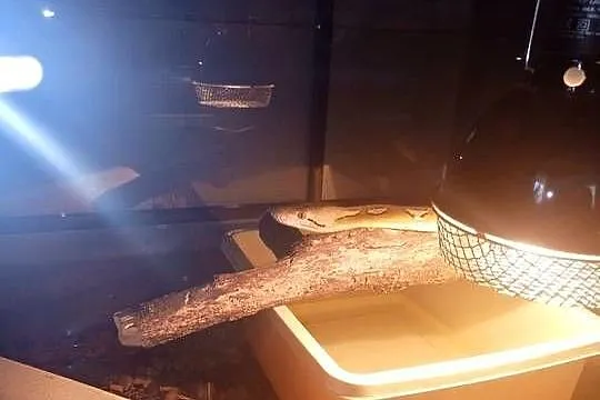 Pyton siatkowany bacan sunfire het purple albino samica, Lubelskie, Dzierzkowice-Rynek
