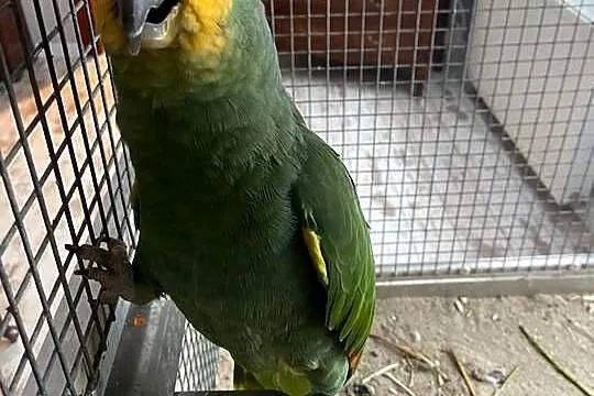 Papuga Amazonka, Lubuskie, Kiełcz