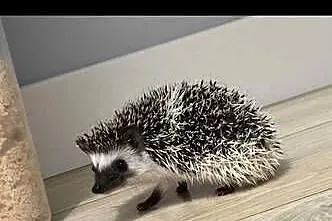 Język pigmejski