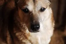 Teodor - wyjątkowy pies dla wyjątkowych,  Kundelki, cała Polska