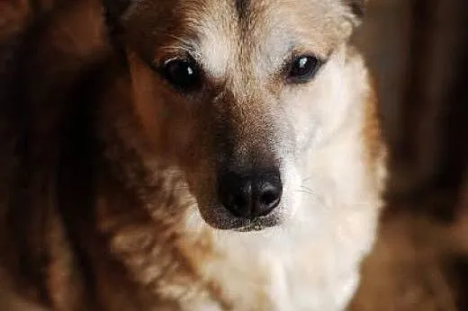 Teodor - wyjątkowy pies dla wyjątkowych,  Kundelki