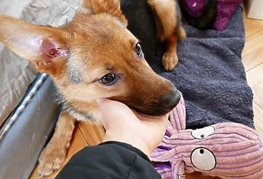 Hermiona - sama wpadnie w Twoje ramiona ;), mazow