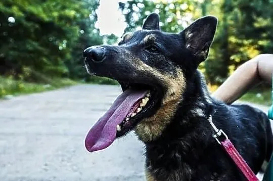 Adoptuj Guzika! Podaruj mu kochający dom!