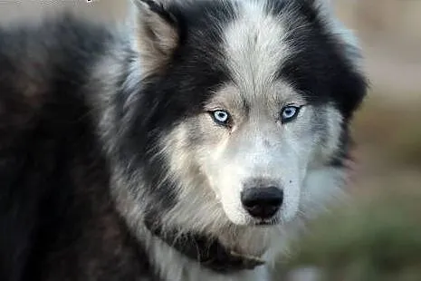 Jukon - piękny, zrównoważony pies szuka dobrego do