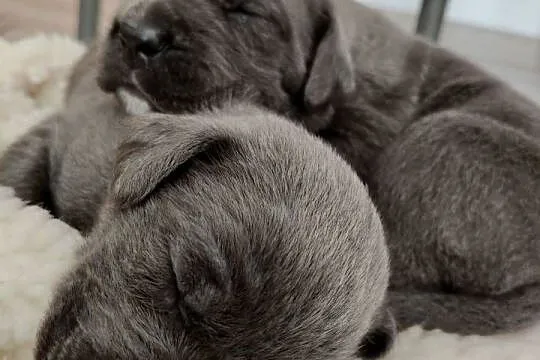 Cane Corso Italiano, Małopolskie, Grojec