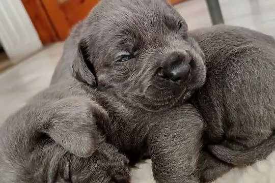 Cane Corso Italiano, Małopolskie, Grojec