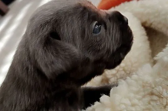 Cane Corso Italiano, Małopolskie, Grojec