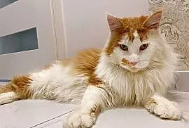 Maine Coon Kocur Rudy Bicolour  WCF