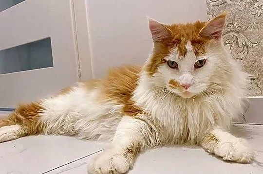 Maine Coon Kocur Rudy Bicolour  WCF