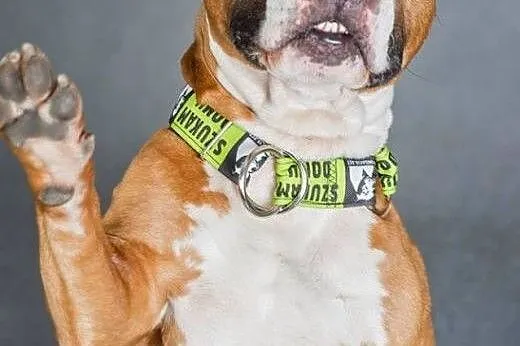 7 miesięczny amstaff Drago czeka na dobry dom,  Am