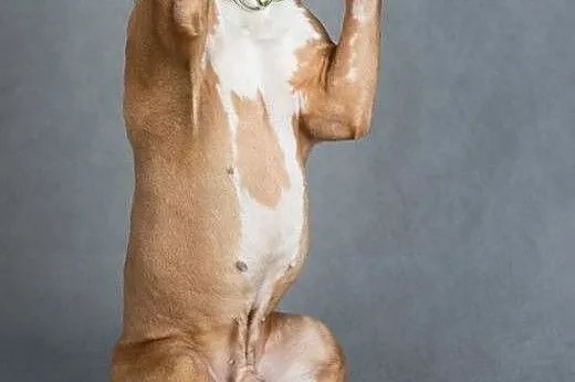 7 miesięczny amstaff Drago czeka na dobry dom,  Am