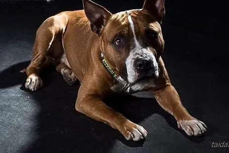 7 miesięczny amstaff Drago czeka na dobry dom,  Am