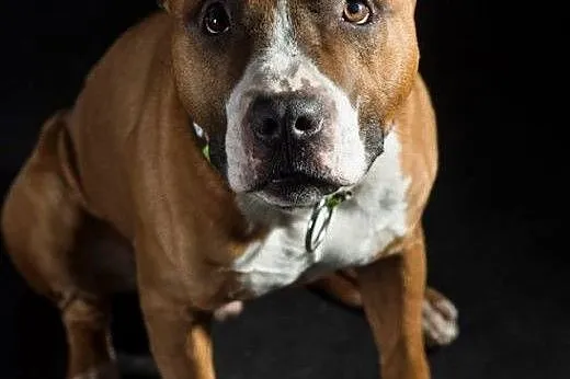 7 miesięczny amstaff Drago czeka na dobry dom,  Am