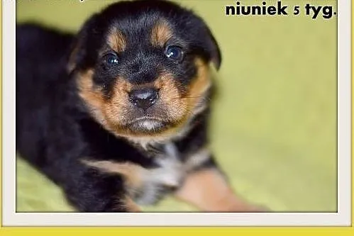 5 tyg.szczeniak,piesek sredni,NIUNUŚ z domu tymczaso.ADOPCJA,  małopolskie Kraków
