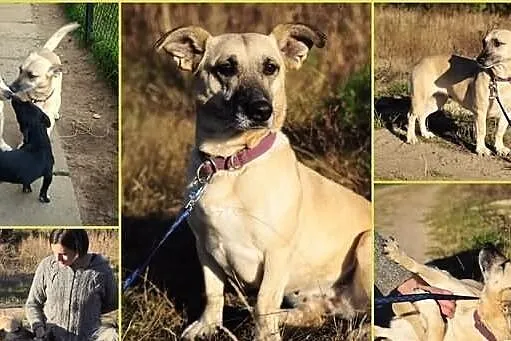 Fiona - spokojna, przyjazna, dojrzała sunia - szuk