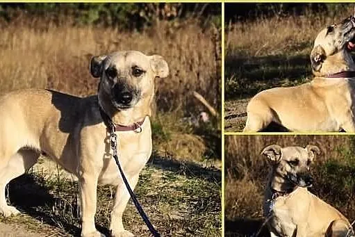 Fiona - spokojna, przyjazna, dojrzała sunia - szuk