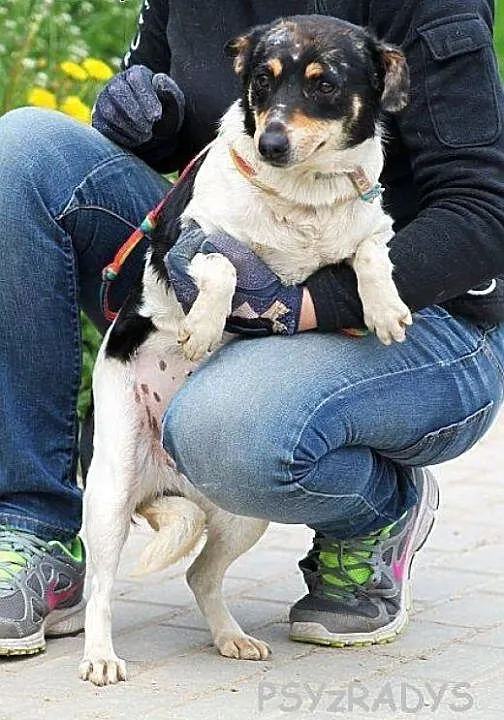 POPPY na ratunek malutkiej pogryzionej młodziutkie