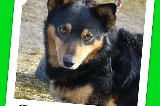 Mały 6 kg ,piesek SERDUŚ,przytulaśny,wyjatkowo sympatyczny_Adopcja