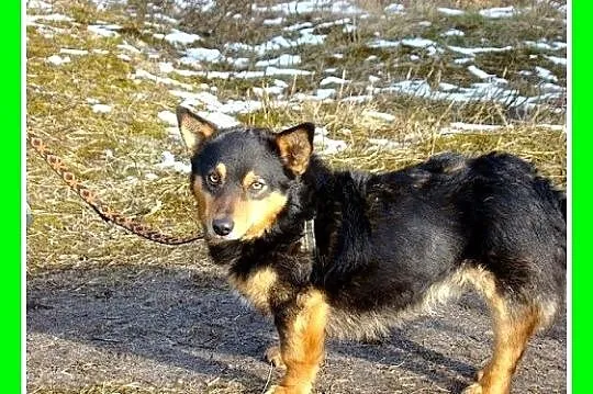 Mały 6 kg ,piesek SERDUŚ,przytulaśny,wyjatkowo sym