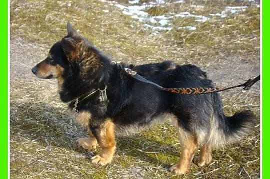 Mały 6 kg ,piesek SERDUŚ,przytulaśny,wyjatkowo sym