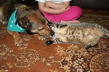 Lubi dzieci, lubi koty, lubi inne psy :),  małopol