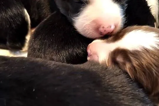 Szczeniak Border Collie ZKwP FCI, Opolskie, Kolonowskie