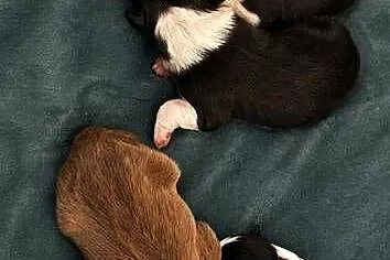 Szczeniak Border Collie ZKwP FCI, Opolskie, Kolonowskie