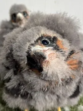 Sokoły wędrowne (samce/samice) – Majestatyczni myśliwi przestworzy, Mazowieckie, Warszawa