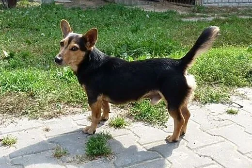 Amorek mikro psiak czeka na dom,  mazowieckie Wars