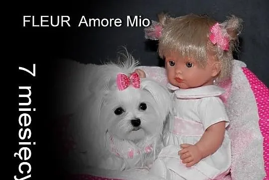Miniaturowa suczka maltańczyk z rodowodem ZHPR