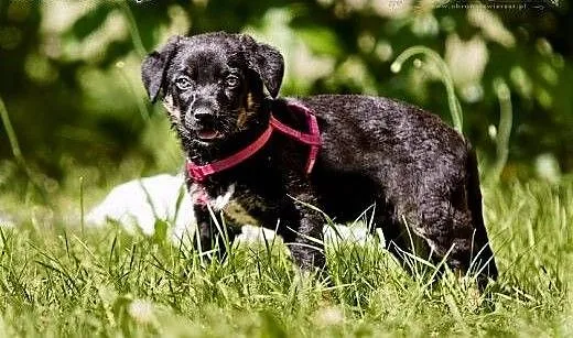POLO - 3 kg BEZTROSKIEGO dzieciaka do adopcji,
